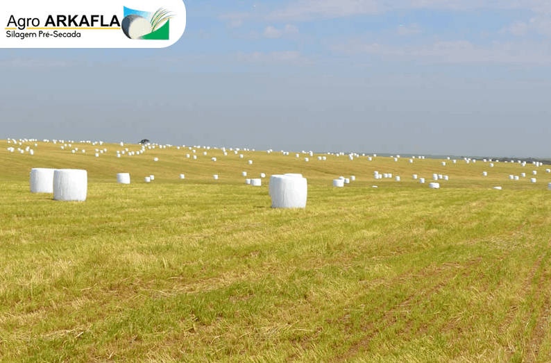 Silagem Pré Secada Embalada Castro PR