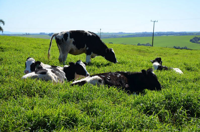Rebanho de Corte e Rebanho de Leite Agro Arkafla