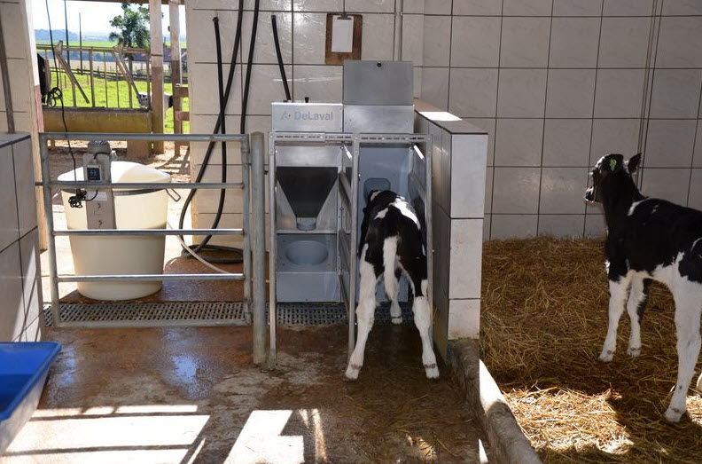 Criação de Gado Holandes Paraná Castro Agro Arkafla