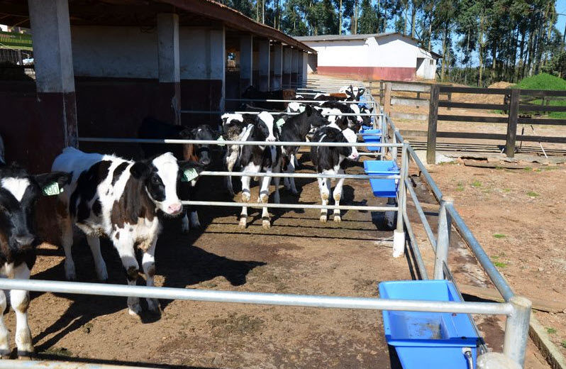 Criação de Gado Holandes Paraná Castro Agro Arkafla