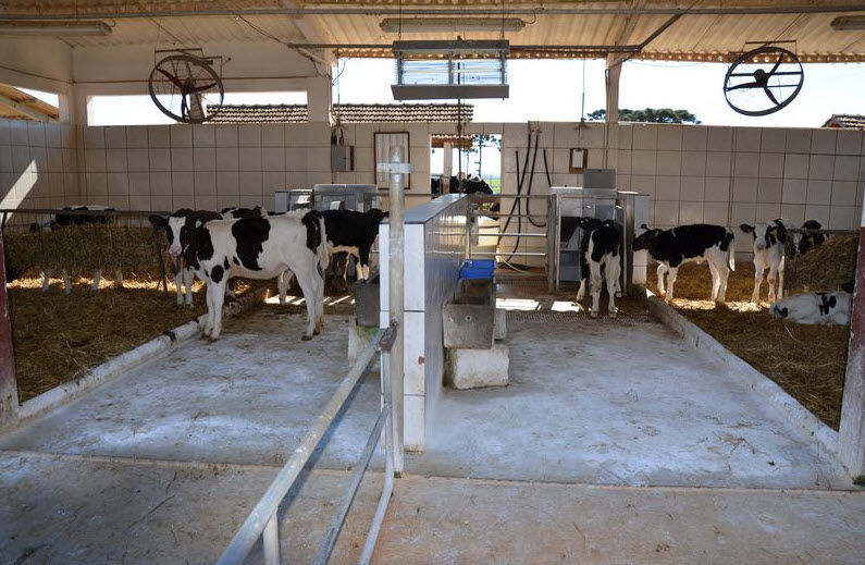 Criação de Gado Holandes Paraná Castro Agro Arkafla