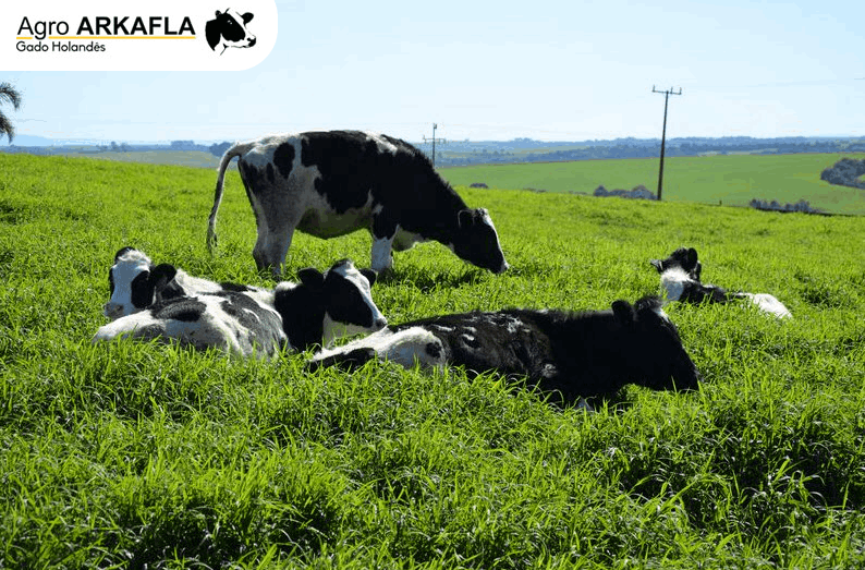 Comércio de Gado Holandês Castro PR