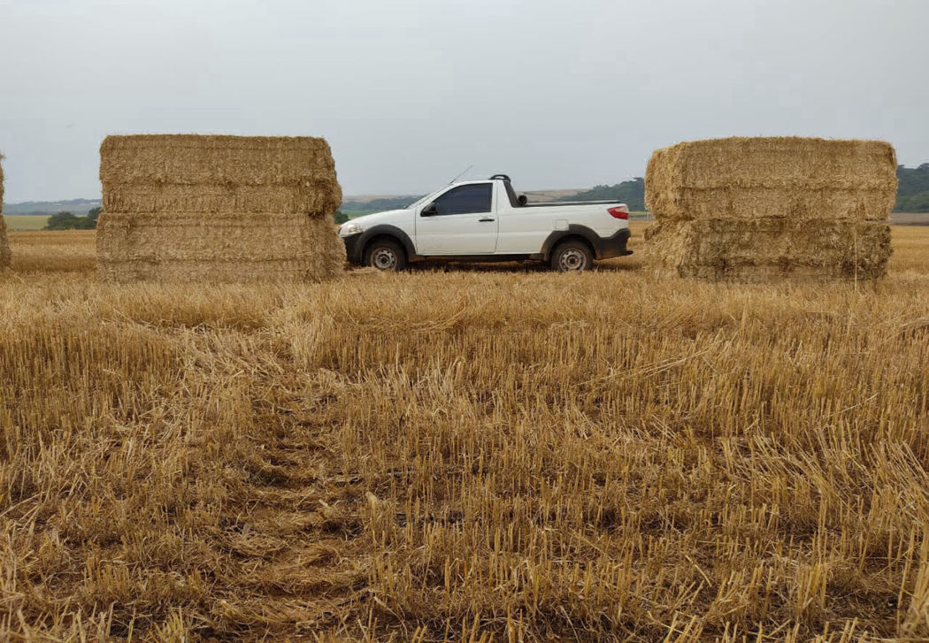 Silagem Pré Secada Embalada