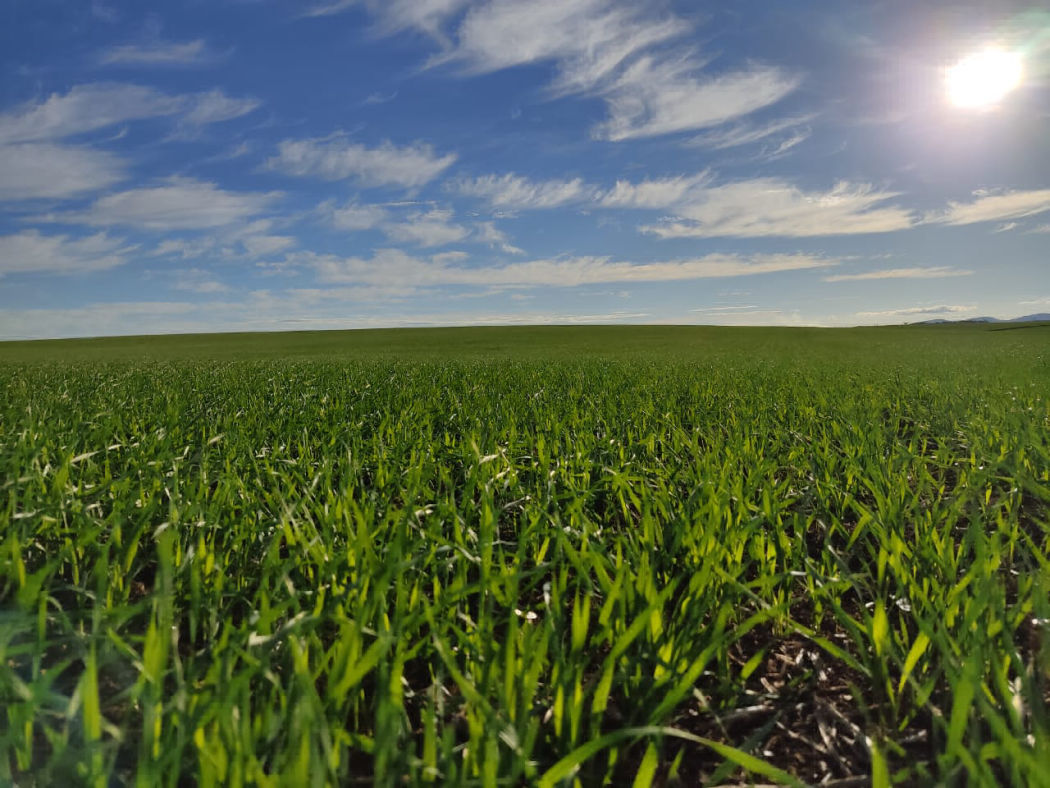 AGRO ARKAFLA também possui Pecuária de Leite parte da produção de milho, aveia branca e azevém são transformados em silagem para alimentação do rebanho.