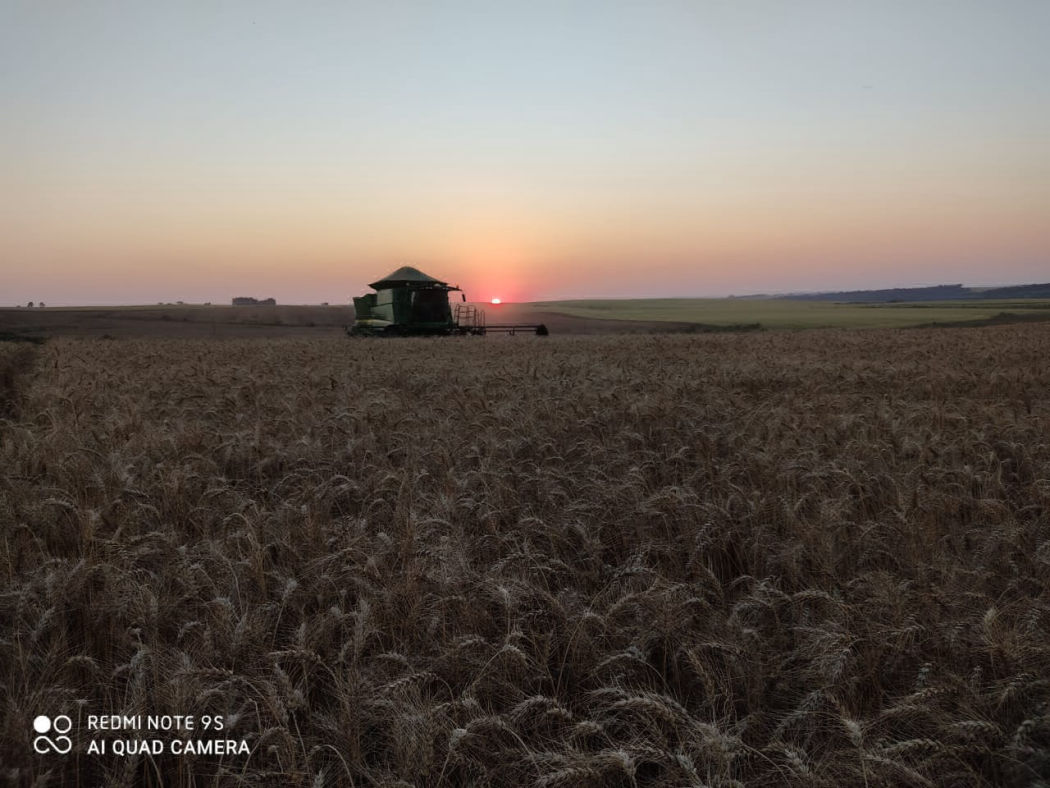 AGRO ARKAFLA também possui Pecuária de Leite parte da produção de milho, aveia branca e azevém são transformados em silagem para alimentação do rebanho.