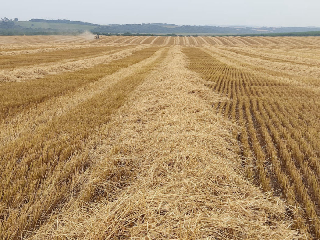 Silagem Pré Secada Embalada