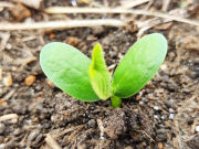 Agricultura, Pecurária e Silvicultura. além de vendas de Silagem Pré Secada e Gado Holandês.