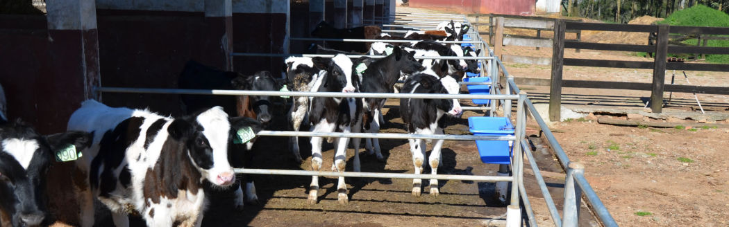 Criação de Gado Holandes