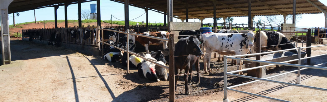 Criação de Gado Holandes Paraná Castro