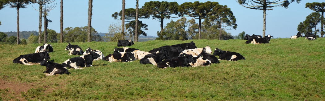 Criação de Gado Holandes Paraná