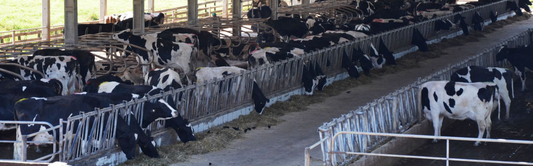 Criação de Gado Holandes Paraná Castro Agro Arkafla
