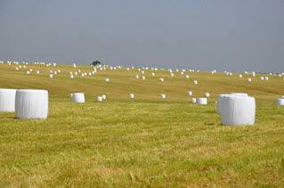 Silagem Pré Secada Embalada